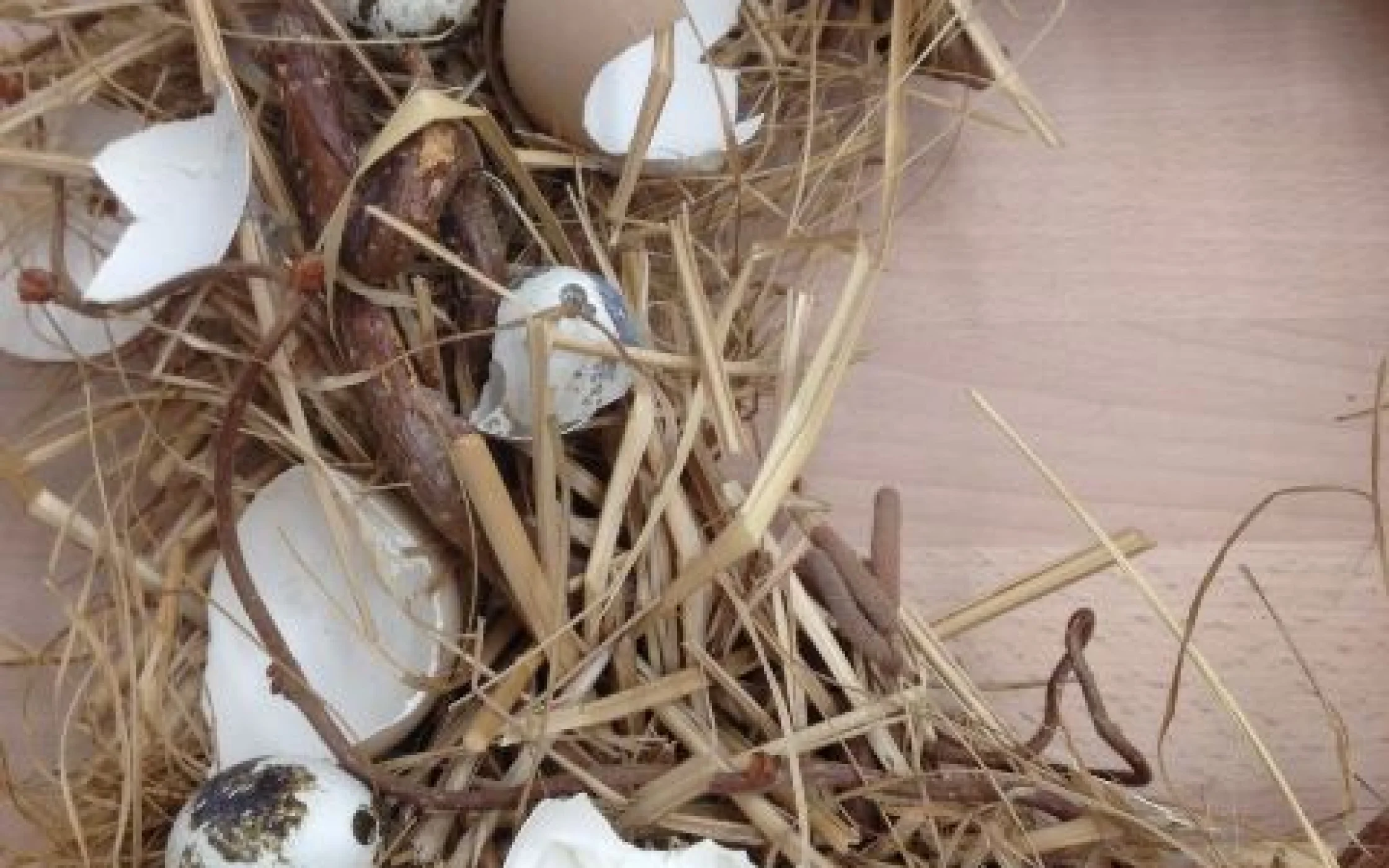 Carli Monika Dekobilder 3.jpg